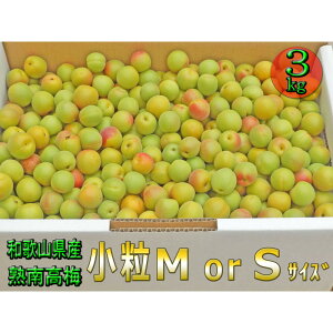 yӂ邳Ɣ[Łzm~E~pniS܂M|3Kgjn썂~2026N6{`7{\聄t[c ʕ  Hi lC  mART20n | ~ t[c ʕ 