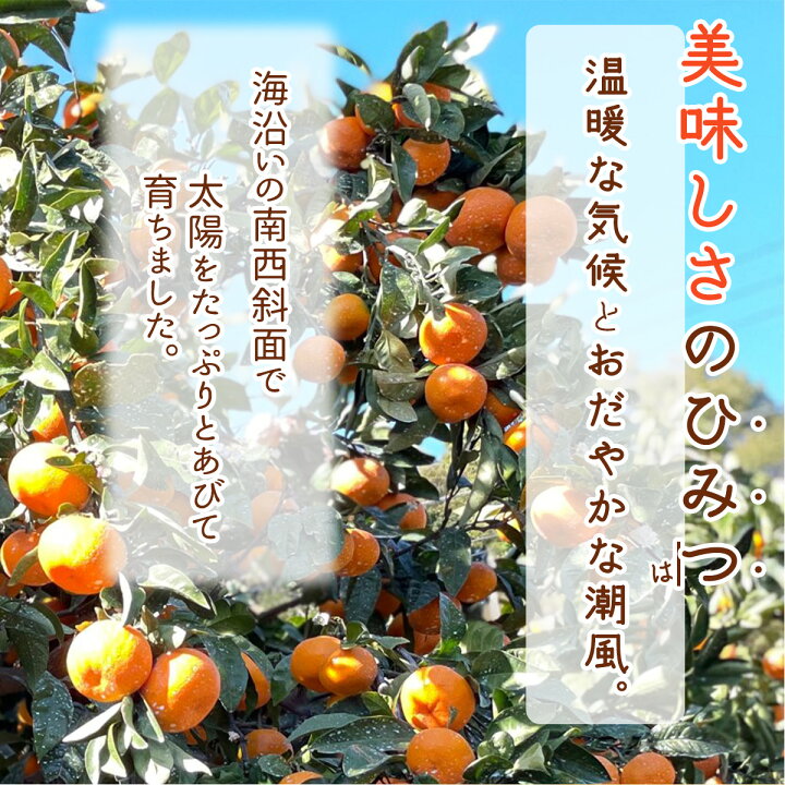 楽天市場】【ふるさと納税】【2024年 先行予約】和歌山県産 有田みかん 