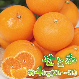 【ふるさと納税】せとか 約4kg (2L～4Lサイズ) 【紀州グルメ市場】【ミカン 蜜柑 せとか 柑橘】