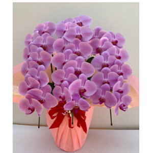 生花 胡蝶蘭 ピンクの人気商品 通販 価格比較 価格 Com