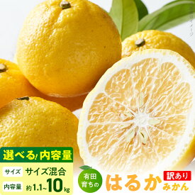 【ふるさと納税】【限定】 【2026年先行予約】【人気柑橘】有田育ちの はるか みかん 【訳あり 家庭用】 選べる 内容量 1.1kg ～10kg (サイズ混合)【ミカン 蜜柑 春みかん 柑橘 和歌山 有田 日向夏】