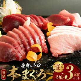 【ふるさと納税】父の日 本マグロ 養殖 赤身 トロ セット 選べる 内容量 240g 500g 1350g 3kg 海鮮 魚介 お刺身 お寿司 まぐろ丼 鮪サク サク 新鮮 濃厚 安心 安全 グルメ 食品 冷凍 お取り寄せ 和歌山県 湯浅町 送料無料