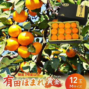 yӂ邳Ɣ[Łzyz ʌ x 14x ȏ Lcق܂  MTCY 12 a̎RY Y Lc݂ ZT[I _ IWi ϔ ݂ B݂ k t[c ʕ