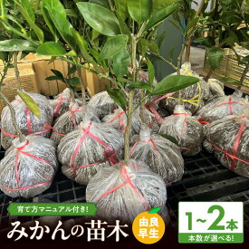 【ふるさと納税】【2026年先行予約】 みかん 苗木 由良早生 選べる 本数 1本 2本 育て方 マニュアル 説明書 付き 和歌山 有名 有田みかん 苗 早生みかん 育てやすい 豊産性 高い 品種 収穫まで 1～2年 11月中 収穫 糖度 11 ～ 13度 甘い おいしい 作りやすい 庭植え 和歌山県