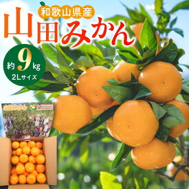 【ふるさと納税】【2026年先行予約】 【限定】 山田みかん約9kg（2Lサイズ）【11月より発送】