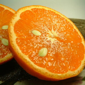 �y�ӂ邳�Ɣ[�Łz�y����z �J���}���_���� ��5kg �a�̎R���L�c�Y �t�݂��� (�ʎ��T�C�Y���܂���) �t�݂��� �I�ɍ��������q��{�� �����͂����w��s��