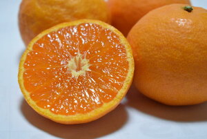 yӂ邳Ɣ[Łzyzy2026Ns\z LcY J}_ 5kg TCY܂i2L`S)