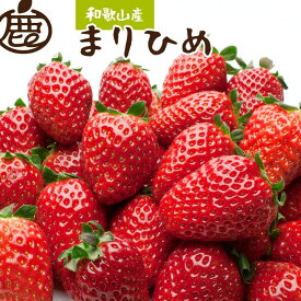 【ふるさと納税】 完熟 まりひめ 朝摘み / いちご 苺 フルーツ 果物 ※北海道・沖縄・離島への配送不可 ※1月上旬〜4月上旬頃順次発送予定 //hokaf
