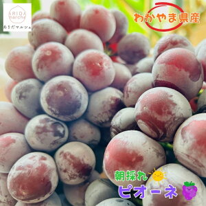 【ふるさと納税】 夏秋の美味 フルーツ王国和歌山の" 濃厚 " 種無し ピオーネ 約1.2kg〜約2.8kg ※2026年8月上旬〜2026年9月下旬に順次発送 ※北海道・沖縄・離島への配送不可 / ぶどう 葡萄 果物