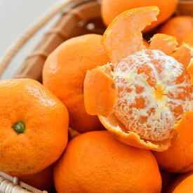 【ふるさと納税】 和歌山県 広川町産 有田みかん 5kg ※11月中旬～12月下旬頃に順次発送予定 / 和歌山 有田 広川 みかん ミカン 柑橘 果物 くだもの ギフト 果実 フルーツ