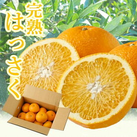 【ふるさと納税】 タカじいの 完熟 さつき はっさく / 八朔 家庭用 訳あり 特大サイズ 和歌山 有田 柑橘 5kg 10kg ※2027年4月上旬〜4月下旬に順次発送 //hassaku