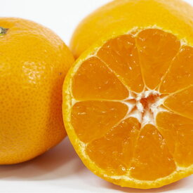 【ふるさと納税】 有田みかん 5kg こつぶちゃん 紀州産 ※11月下旬～翌年1月中旬頃に順次発送予定 / みかん くだもの 果実 有田みかん 温州みかん 柑橘 果物 フルーツ 和歌山 有田