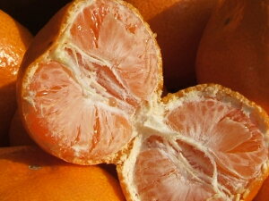 アイテムID:483574の画像1枚目