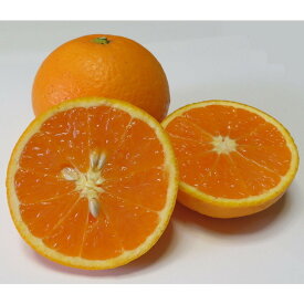 楽天市場 オレンジ フルーツ 果物 食品 の通販 楽天市場 オレンジ フルーツ 果物 食品 の通販