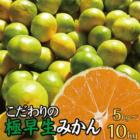 【ふるさと納税】 こだわりの 極早生みかん 8000円 10000 12000円 農家直送 有機質肥料100% サイズ混合 ※2024年9月下旬より順次発送予定 ※北海道・沖縄・離島への配送不可 / みかん 極早生 早生 柑橘 果物 くだもの 果実 フルーツ 和歌山 有田 //mandarin