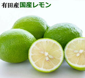 yӂ邳Ɣ[Łz LcY  S Y  (TCYj / a̎R k ws 2025N10{`2026N4{\ //lemon