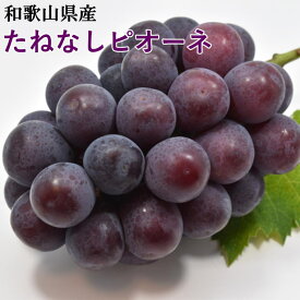 【ふるさと納税】【厳選・産直】和歌山県産たねなしピオーネ ※2024年8月中旬～2024年9月下旬頃に順次発送予定 ※北海道・沖縄・離島への配送不可 / ぶどう 葡萄 果物 くだもの フルーツ 果実 贈答 贈り物 お中元 お供え //hokaf