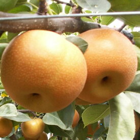 【ふるさと納税】有田の樹上成熟梨 農家直送 南水梨 約4．5kg【先行予約】