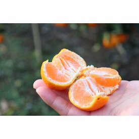 【ふるさと納税】12/23までにご入金確認分は年内発送確定！きれいな温州みかん 寄贈用にお勧め 箱込み5kg (Lサイズ指定)