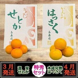 【ふるさと納税】定期便 春に楽しむ ハウス せとか ＆ 木成 完熟 有田 はっさく 特秀 セット 全2回 南泰園
