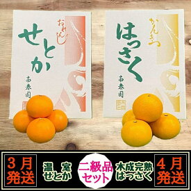 【ふるさと納税】定期便 春に楽しむ ハウス せとか ＆ 木成 完熟 有田 はっさく 傷あり 二級品 セット 全2回 南泰園