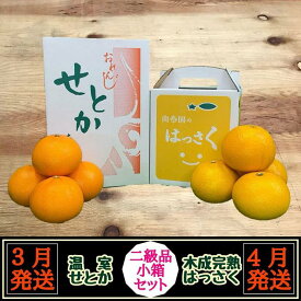 【ふるさと納税】定期便 春に楽しむ ハウス せとか ＆ 木成 完熟 有田 はっさく 傷あり 二級品 小箱セット 全2回 南泰園