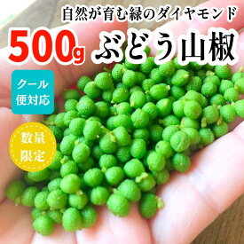 【ふるさと納税】【5月下旬出荷予定】ぶどう山椒 500g 実山椒 生山椒 クール便対応 和歌山県産 | 山椒 さんしょう ぶどう山椒 和歌山県産 国産 調味料 香辛料 スパイス 食品 ふるさと納税 返礼品