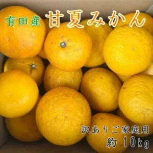 yӂ邳Ɣ[ŁzLcY󂠂育ƒpÉĂ݂10kgiTCYj2026N4{菇\ | ݂ É k a̎R 󂠂 10kg ƒp t[c { Ԍ s\ k