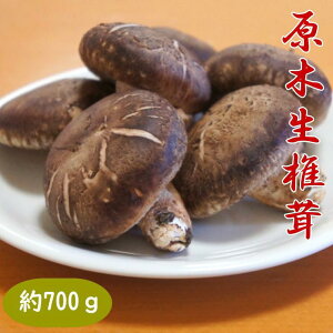yӂ邳Ɣ[Łzؐ700g a̎RLcY 2025N11{菇 |   Hi lC  
