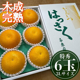 【ふるさと納税】4月 まで 木成 完熟 させた 有田 はっさく 特秀 大玉 3L × 6玉 化粧箱 南泰園 みかん