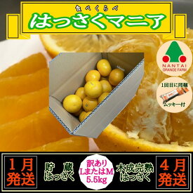 【ふるさと納税】1・4月発送 全2回 定期便 はっさく マニア 貯蔵 ＆ 木成完熟 訳あり傷多め L または M 5.5kg 茶箱 和歌山 有田 南泰園 | 柑橘 フルーツ 果物 くだもの 食品 人気 おすすめ 送料無料