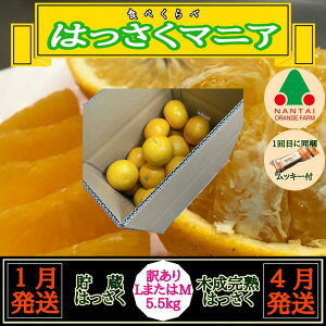 yӂ邳Ɣ[Łz1E4 S2  ͂ }jA   ؐn 󂠂菝 L ܂ M 5.5kg  a̎R Lc ׉ | k t[c ʕ  Hi lC  