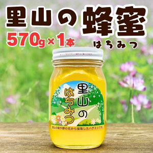 yӂ邳Ɣ[Łz肾R̖I 570g ϔ | ݂͂ I ݂  k 蕨 Mtg p p t[o[ a̎R Lc쒬 ӂ邳Ɣ[ ԗi ̋[