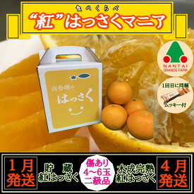 【ふるさと納税】1・4月発送 全2回 定期便 紅はっさく マニア 貯蔵 ＆ 木成完熟 傷あり 二級品 4 ～ 6玉 化粧箱 和歌山 有田 南泰園 | 蜜柑 フルーツ 果物 くだもの 食品 人気 おすすめ 送料無料
