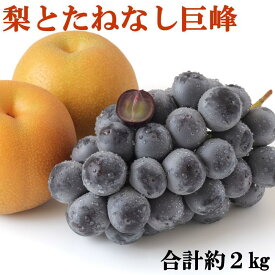 【ふるさと納税】【数量限定】梨とたなねし巨峰の詰め合わせ 約2kg | ぶどう 巨峰 梨 フルーツ 果物 くだもの 食品 人気 おすすめ 送料無料 産地直送