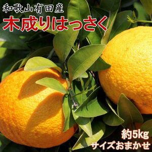 yӂ邳Ɣ[Łz2026N3{蔭 ̘a̎RLcYؐ芮nuv 5kg M`2LTCY܂ | t[c ʕ  Hi lC  