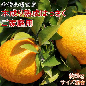 yӂ邳Ɣ[Łz2026N3{蔭 ƒp ̘a̎RLcYؐn 5kg TCY | t[c ʕ  Hi lC  