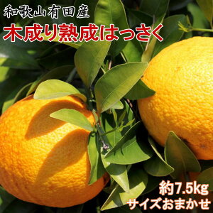 yӂ邳Ɣ[Łz̘a̎RLcYؐn7.5Kg(M`2LTCY܂) 2026N3{菇