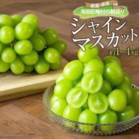 【ふるさと納税】［先行予約］［農園直送］有田巨峰村 朝採り シャインマスカット 選べる容量 約1kg ~ 約4kg 2026年8月下旬頃より順次発送 | 先行予約 葡萄 マスカット フルーツ 果物 くだもの 送料無料 お取り寄せ ギフト 美味しい 人気 おすすめ 期間限定 数量限定