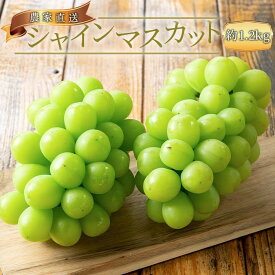 【ふるさと納税】農家直送 朝採り濃厚シャインマスカット【先行予約】 | ぶどう ブドウ 葡萄 フルーツ 果物 くだもの ギフト そのまま食べられる　お取り寄せ　グルメ 皮のまま 送料無料 高級