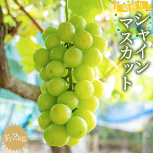 yӂ邳Ɣ[ŁẑVC}XJbg 2kg y2025N8{ȍ~z | Ԃǂ uhE  t[c ʕ  Mtg ̂܂ܐHׂ@񂹁@O ̂܂ 