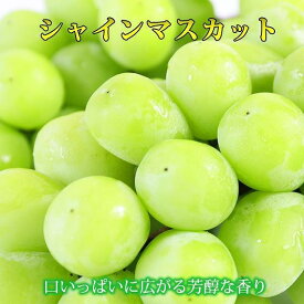 【ふるさと納税】【8・9・12月 全3回】紀州産 シャインマスカットとフルーツの定期便B（シャインマスカット・梨・みかん） 【魚鶴商店】 | フルーツ 果物 くだもの 食品 人気 おすすめ 送料無料 定期便