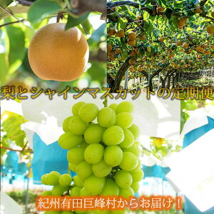 【ふるさと納税】定期便 8・9月発送 紀州有田産旬のフルーツセット(梨×3玉 化粧箱入・シャインマスカット×2房(約1kg〜1.4kg)) | フルーツ 果物 くだもの 食品 人気 おすすめ 送料無料 定