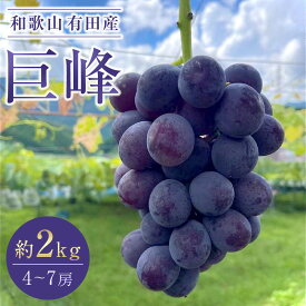 【ふるさと納税】先行予約 和歌山 有田産 巨峰 約2kg 4〜7房 ぶどう フルーツ 果物［2026年8月下旬以降発送］ | フルーツ 果物 くだもの 食品 人気 おすすめ 送料無料 数量限定 ぶどう お取り寄せ グルメ 期間限定