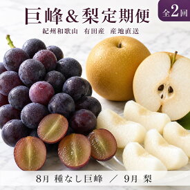 【ふるさと納税】定期便 8・9月発送 紀州有田産旬のフルーツセット（種なし巨峰×2房（約800g〜1kg）・梨×3玉 化粧箱入） | フルーツ 果物 くだもの 食品 人気 おすすめ 送料無料 定期便