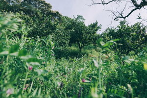 草生栽培園の無添加みかんジュース【1L×3本】