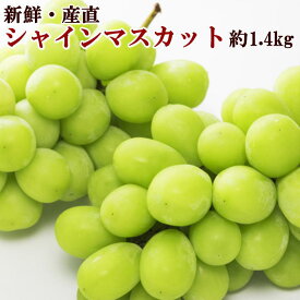 楽天市場 ふるさと納税 マスカットの通販