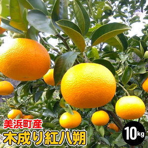 yӂ邳Ɣ[ŁzlY@ƒp ؐg 10kg| ͂  ʕ t[c k 10kg