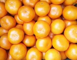 和歌山有田産中玉みかん約10kg
