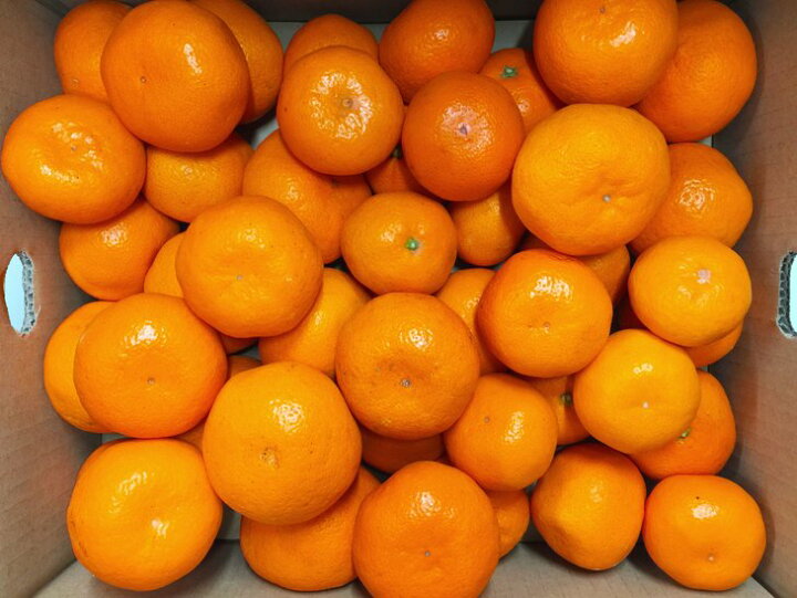 楽天市場】【ふるさと納税】和歌山有田産みかん約5kg サイズ混合(2L~SS)ご家庭用※2022年10月下旬頃~2023年1月下旬頃に順次発送予定※日時 指定、離島への発送は不可 : 和歌山県美浜町 楽天市場】【ふるさと納税】和歌山有田産みかん約5kg サイズ混合(2L~SS)ご家庭用※2022年10月下旬頃~2023年1月下旬頃に順次発送予定※日時 指定、離島への発送は不可 : 和歌山県美浜町